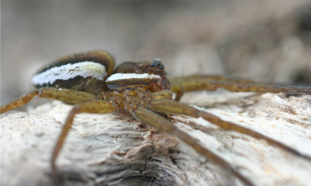 Striped Fishing Spider