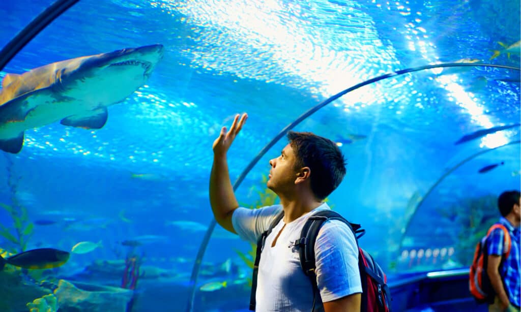 Aquarium Header