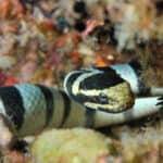 Kraits