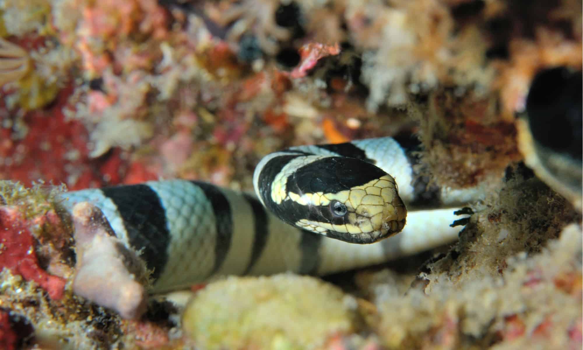 Sea Snake in Coral, krait