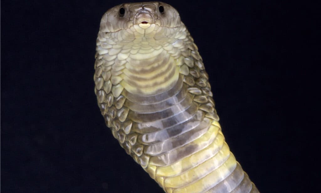 caspian cobra bite