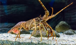 10 Incredible Lobster Facts Picture