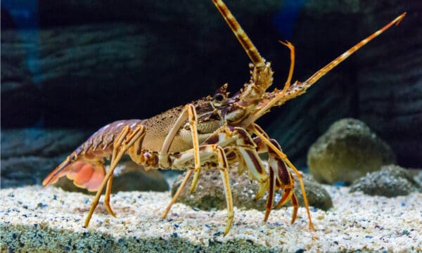 Rock Lobsters Vs Maine Lobsters: What Are The Differences? - A-Z Animals