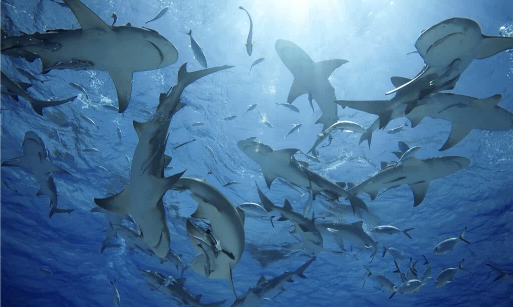 The Deadliest Shark Attack In Human History A Z Animals
