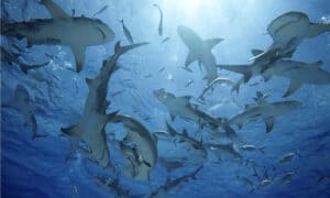 Watch Hundreds of Sharks Surround a Boat and Ignite a Feeding Frenzy Picture