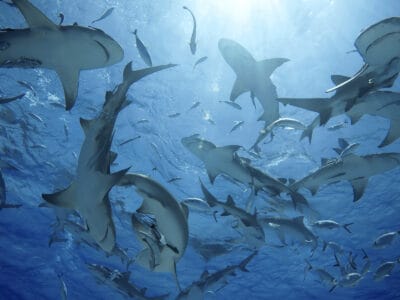 A 6 Sharks in the Atlantic Ocean