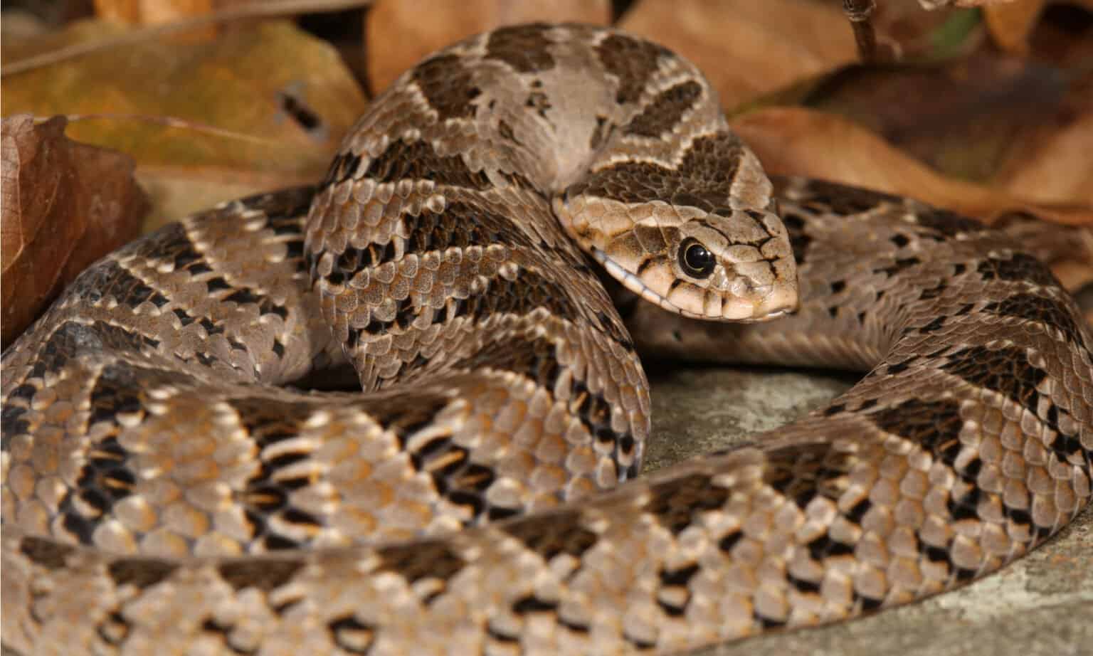 Types Of Vipers - A-Z Animals