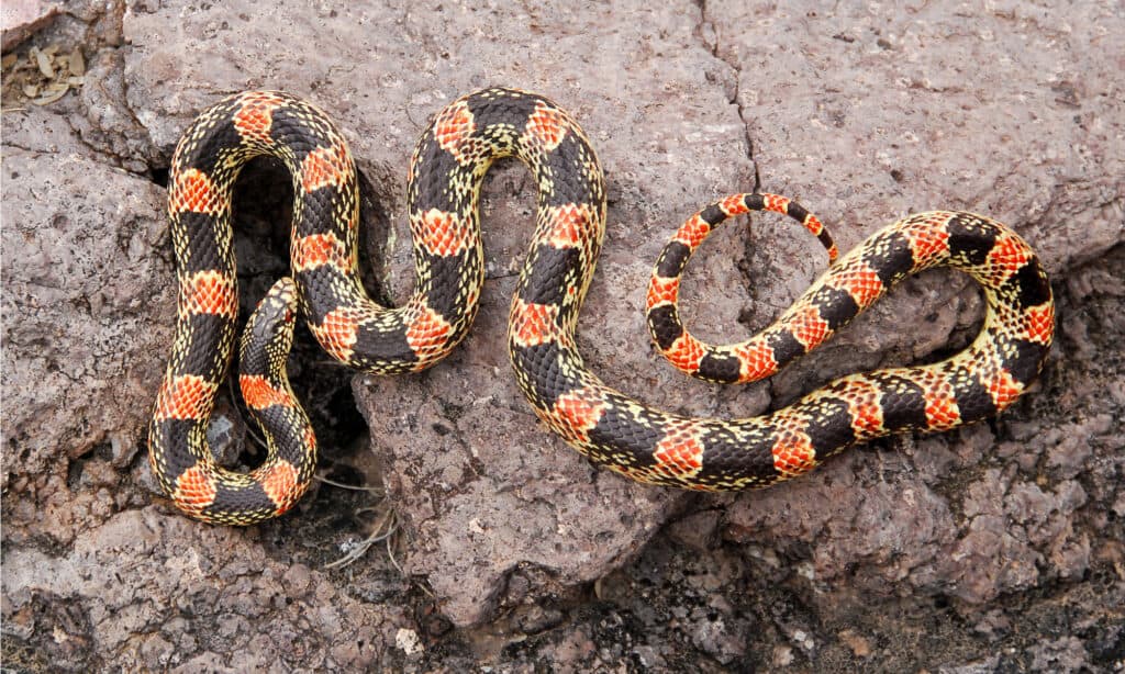 Long-nosed snakes are common in Arizona