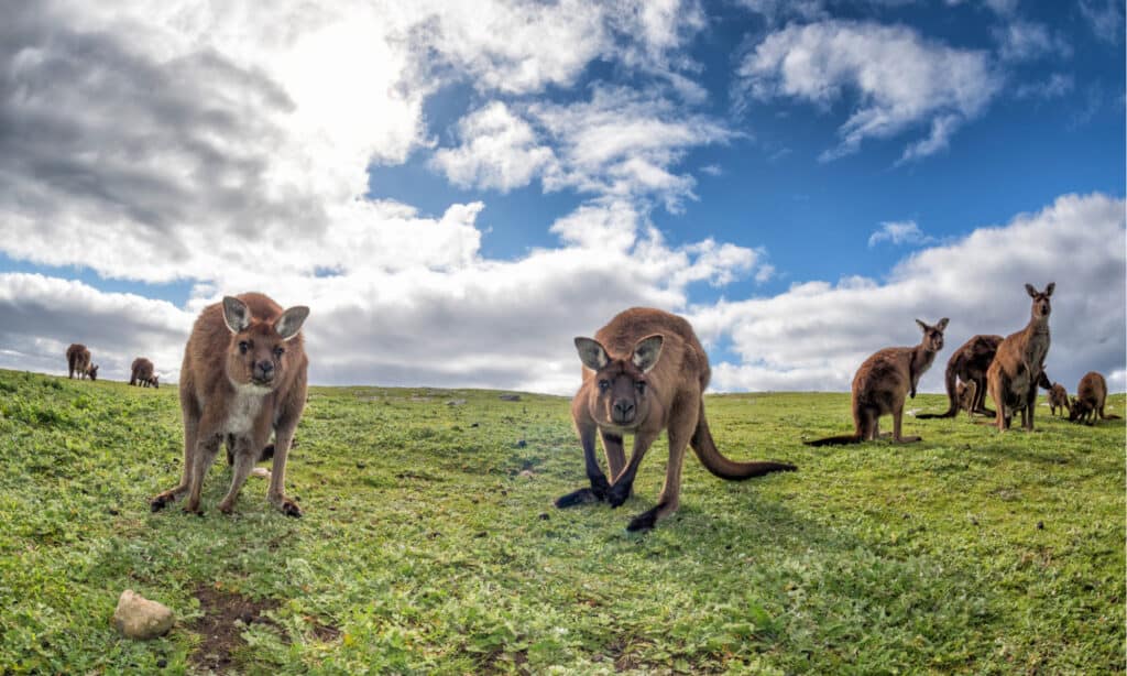 Kangaroo Island Kangaroos