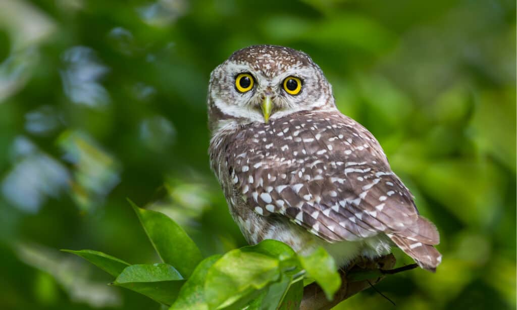 smallest owl in the world