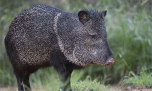 Meet the Javelina, a Rare Tusked Boar-Like Creature That Even Cougars Are Wary Of Picture