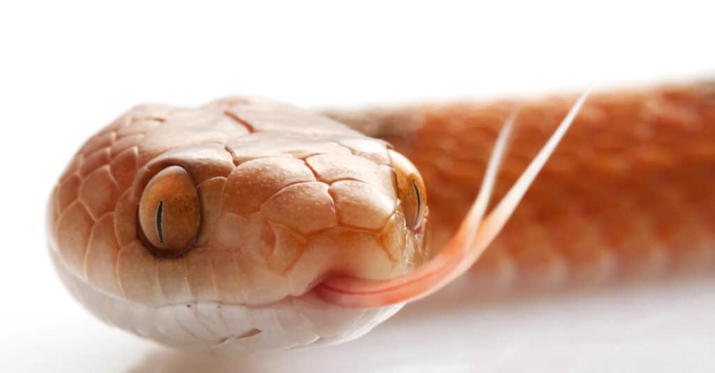 An orangish Banded Cat-Eyed Snake on a white background flicks its tongue
