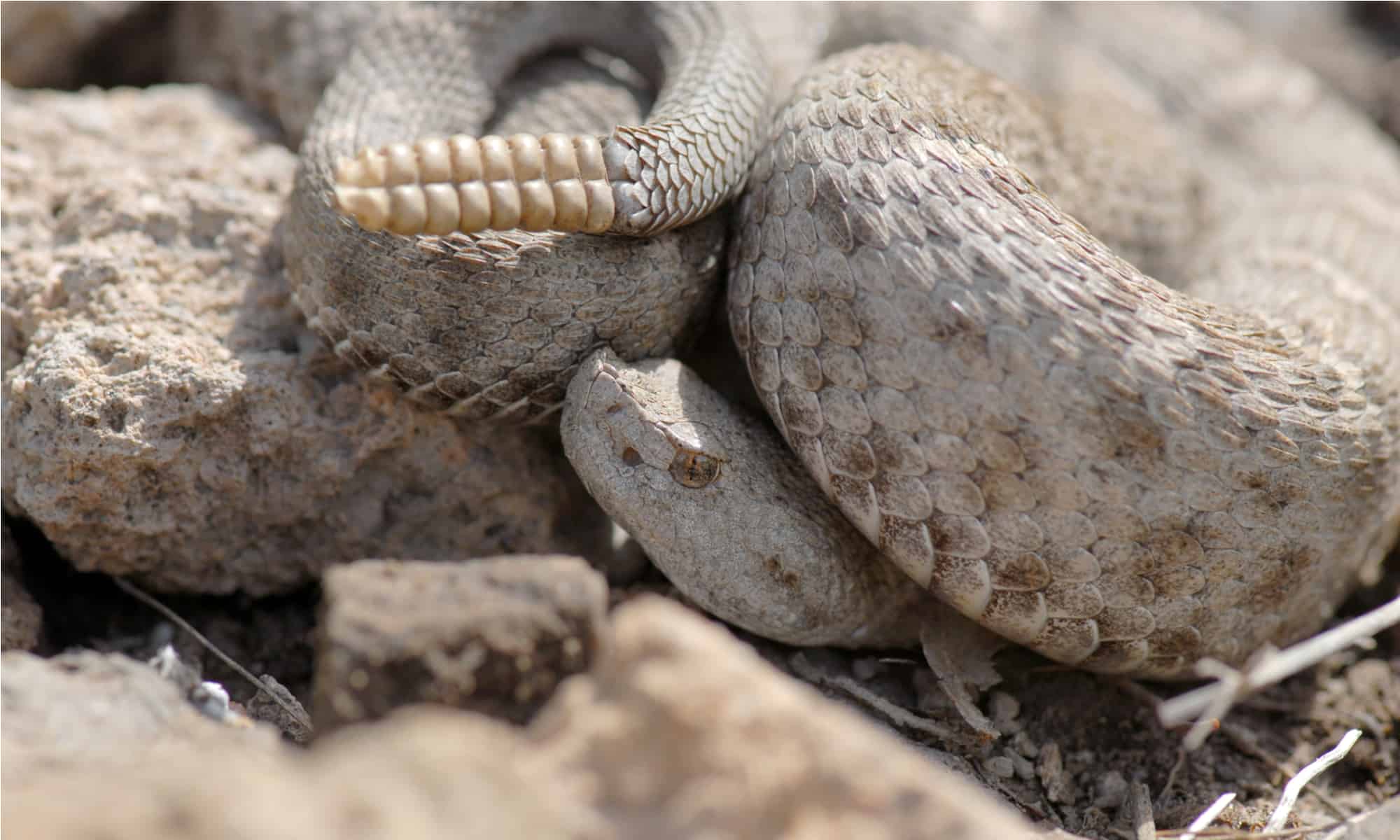 Rattlesnakes in New Mexico