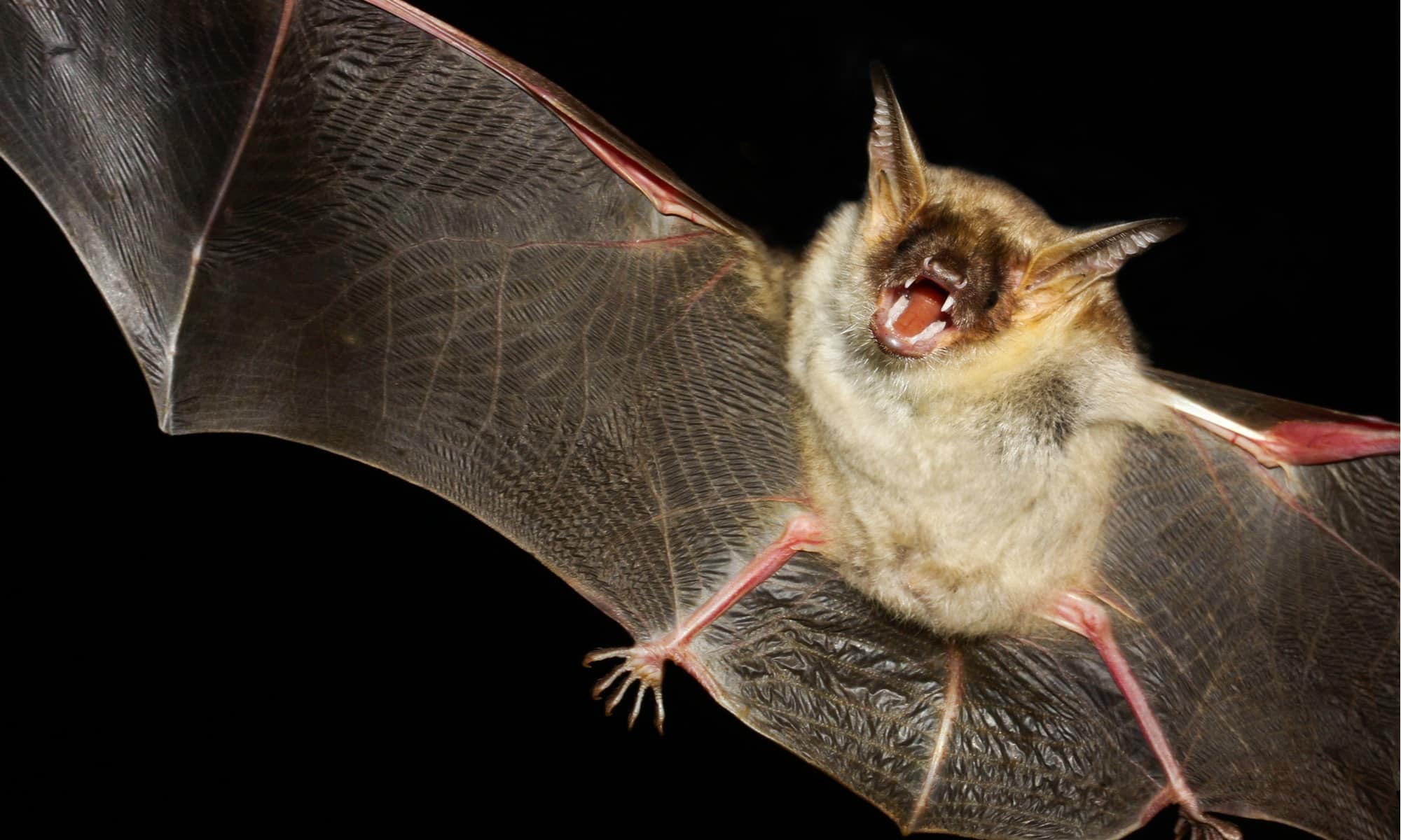 Are Bats Dangerous? - AZ Animals