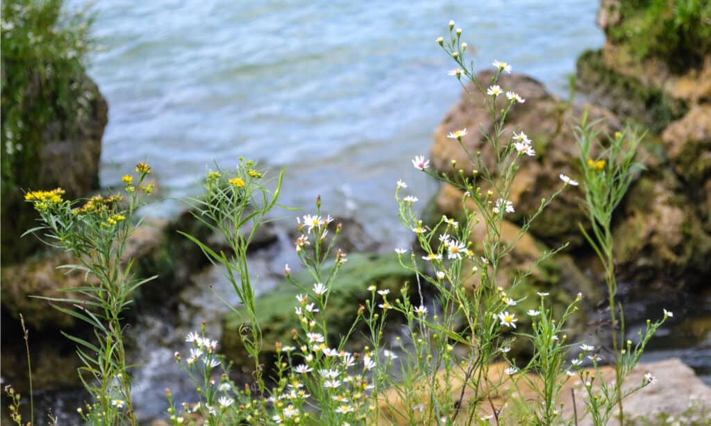 Kelleys Island State Park