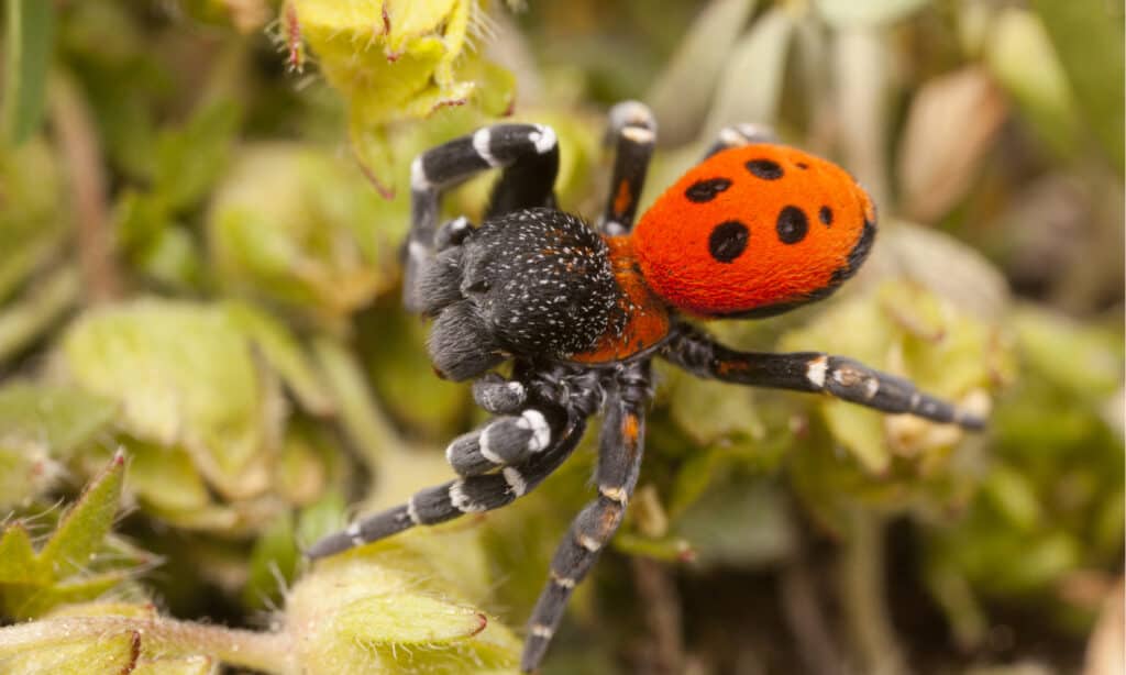 beautiful spider