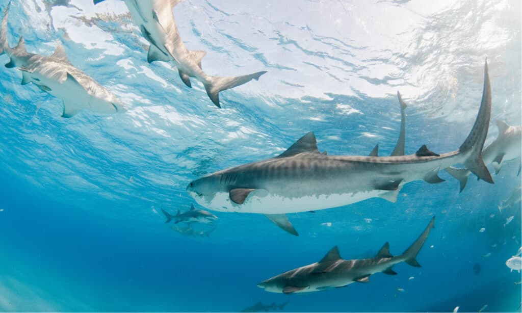 Sharks in Water Header