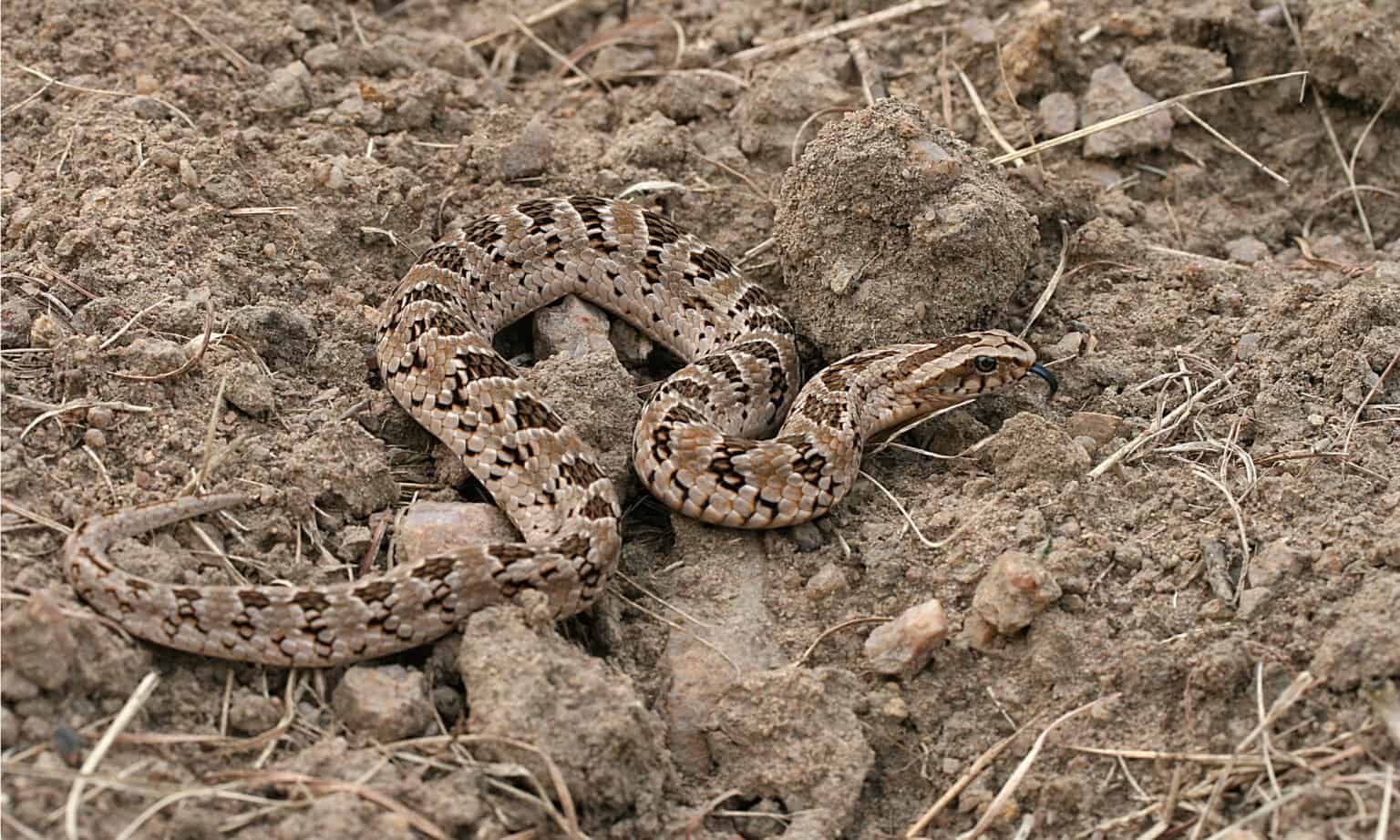 Night Adder AZ Animals