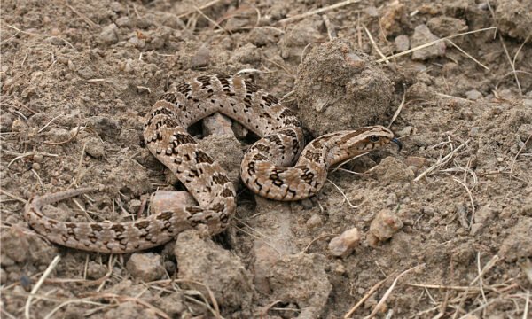 Night Adder - A-Z Animals