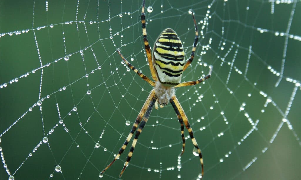 A large Wasp Spider crawling on a web.