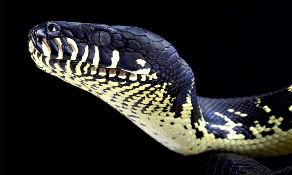 cool pictures of snakes