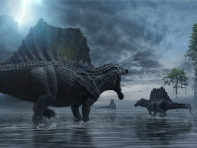A Was Spinosaurus Bigger than Giganotosaurus?