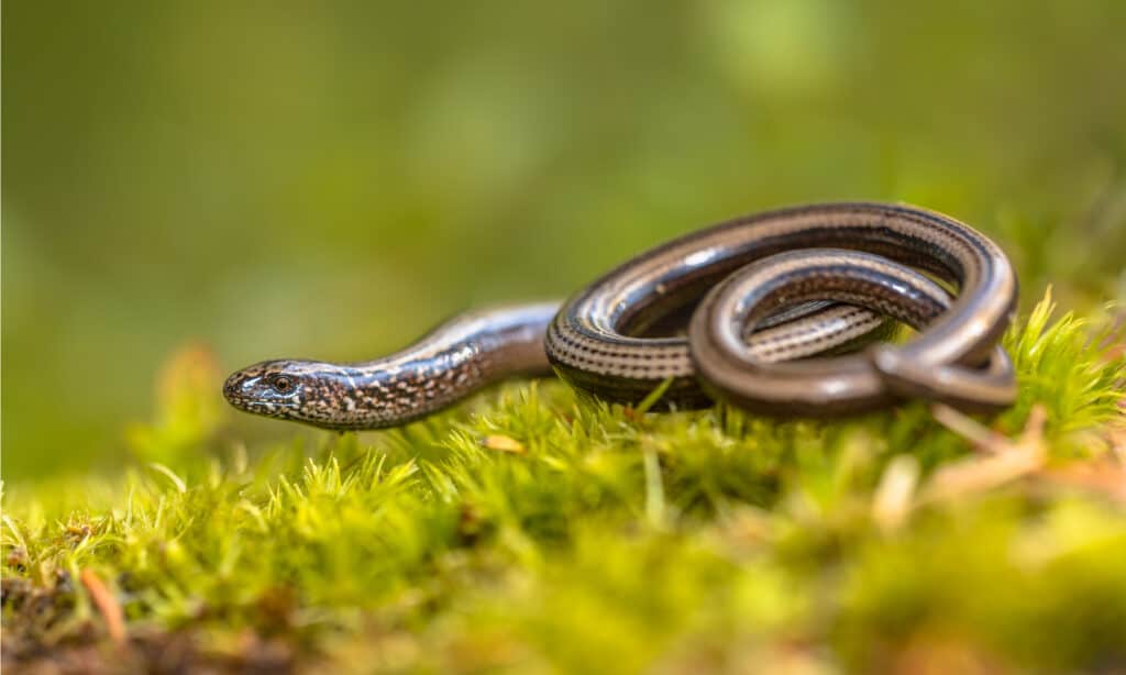 Slow Worm