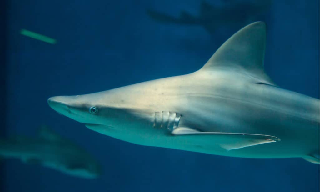 Sandbar shark