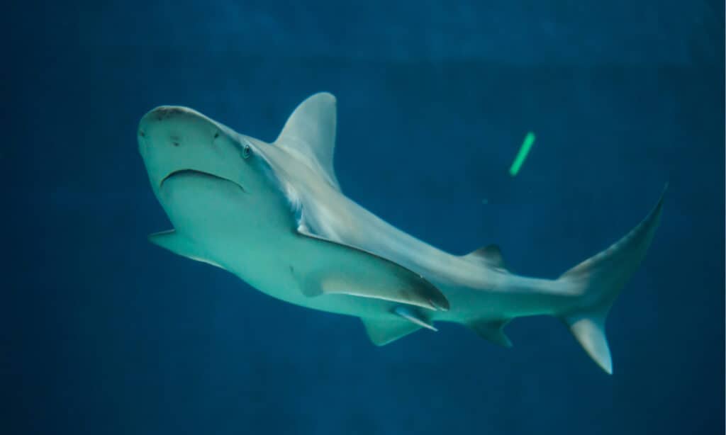 Sandbar shark (Carcharhinus plumbeus)