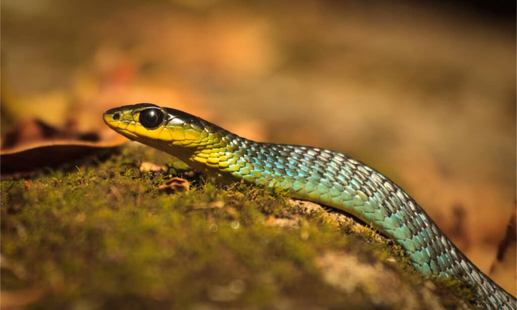Colorful green tree snake, Dendrelaphis punctulatus