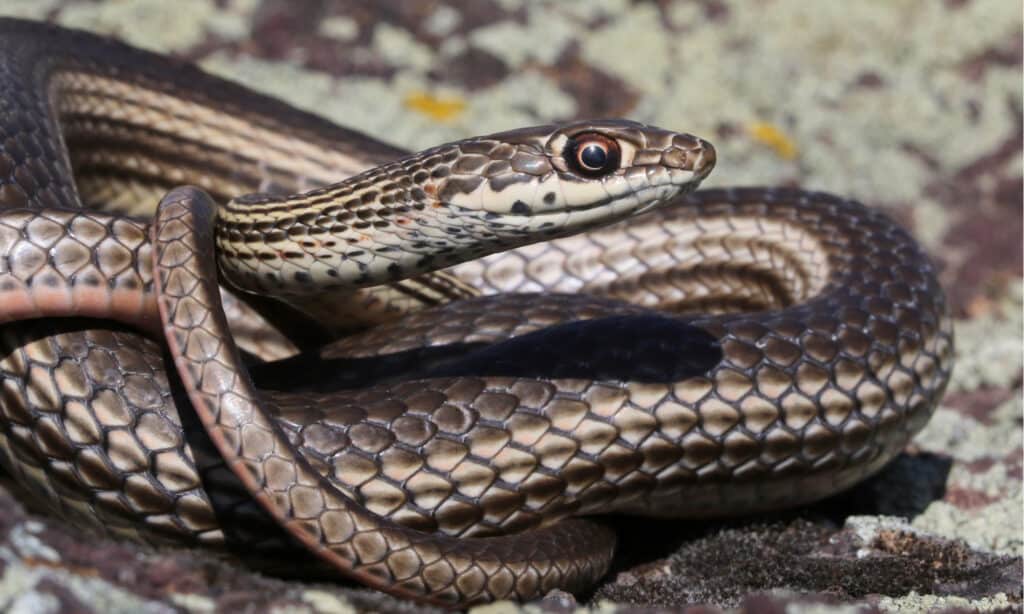 rattlesnakes in oregon