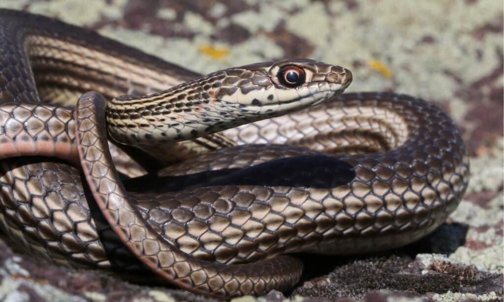 Desert Striped Whipsnake is one of the rarest black snakes in Washington State