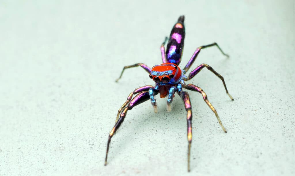 The Mystery of the Colorful But Colorblind Jumping Spider