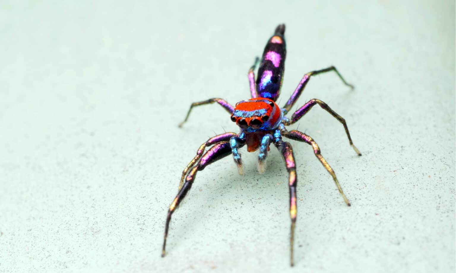 15 Of The Most Colorful Spiders In The World A Z Animals