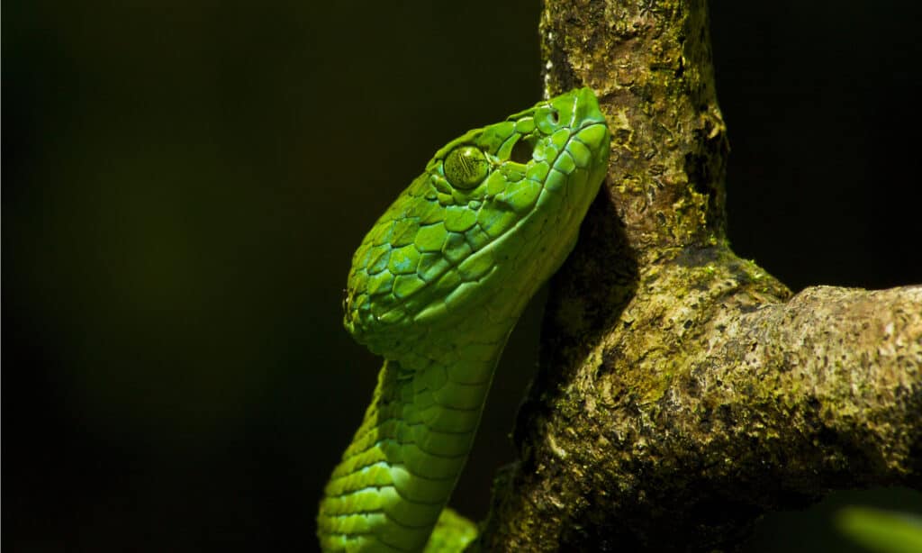 March’s Palm Pit Viper (Bothriechis marchi)