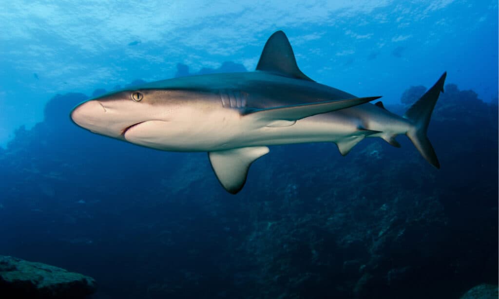 Sharks in Maui -  Galapagos Shark