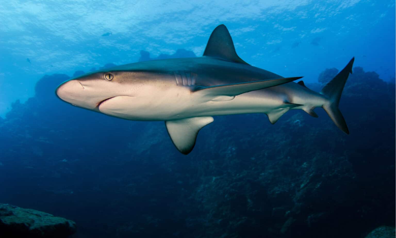 Do Sharks Lay Eggs? The Answer Will Surprise You! - A-Z Animals
