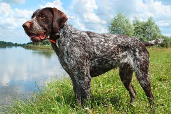 German wirehaired pointers require a lot of exercise and stimulation.