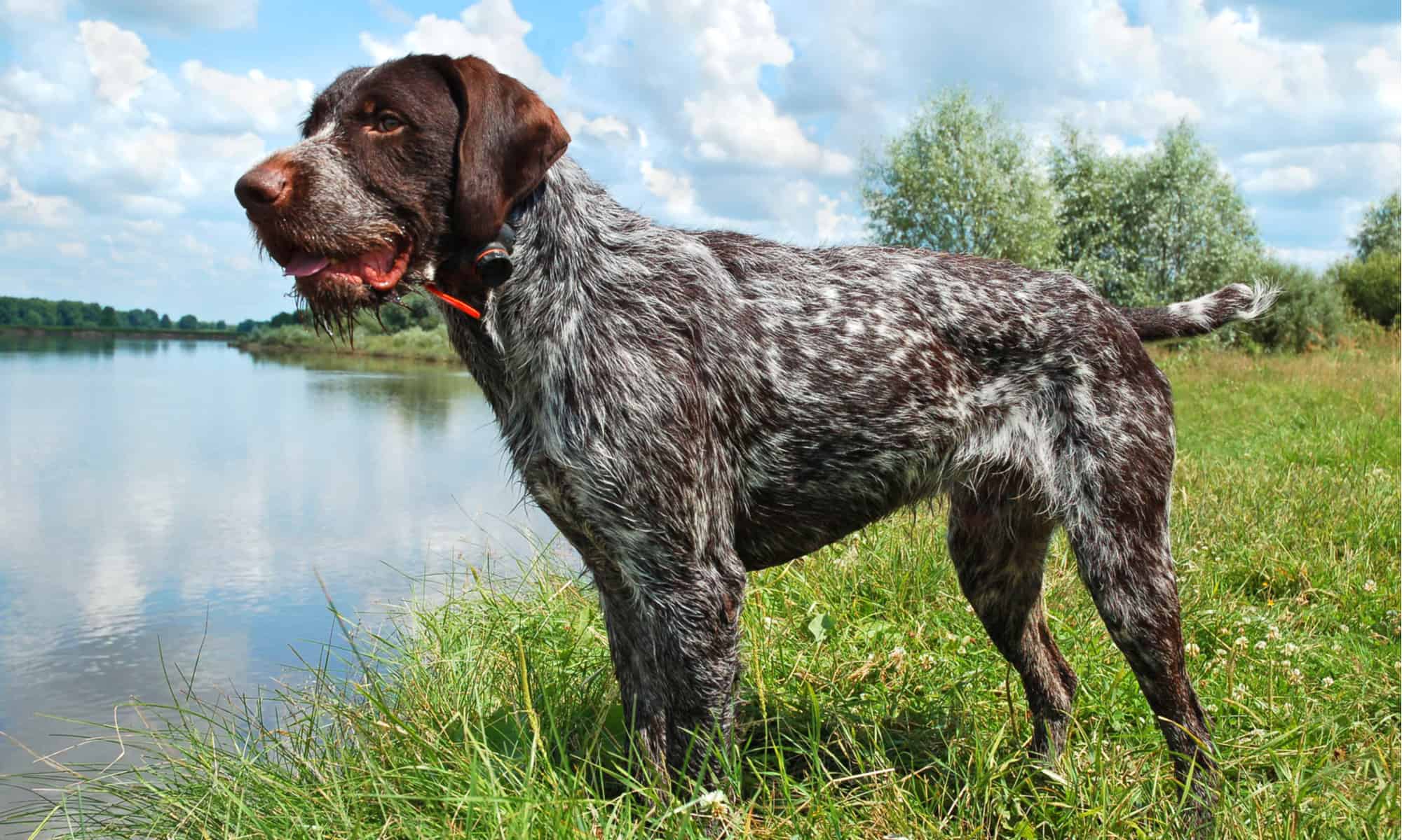 German Wirehaired Pointer