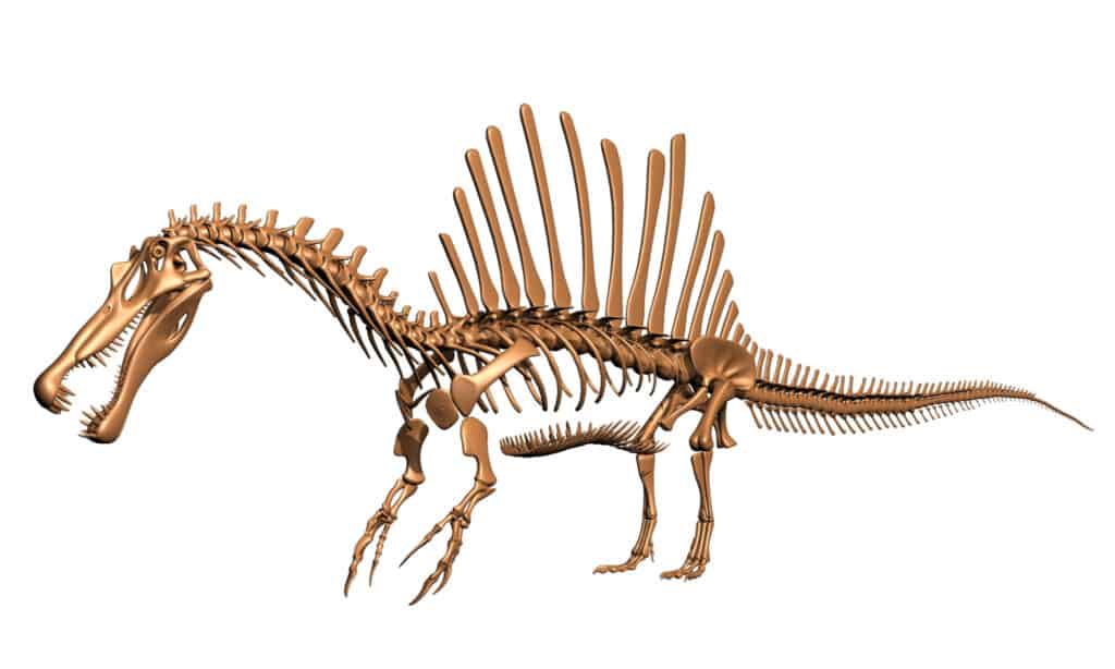 spinosaurus skeleton 