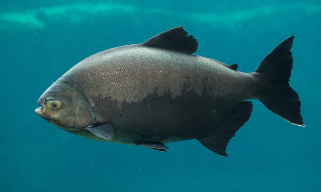 New species of giant  fish discovered in Brazil