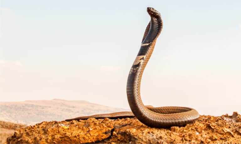 Rinkhals Snake