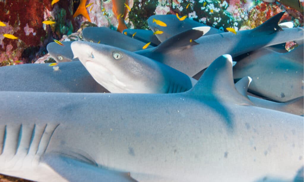 Group of White-Tip Reef Sharks