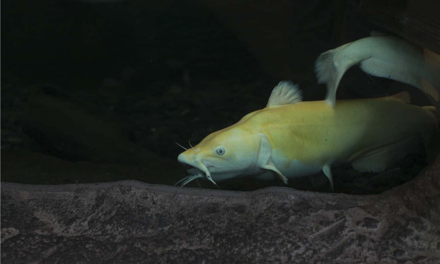 Blue Catfish Fish Facts - Ictalurus furcatus - A-Z Animals