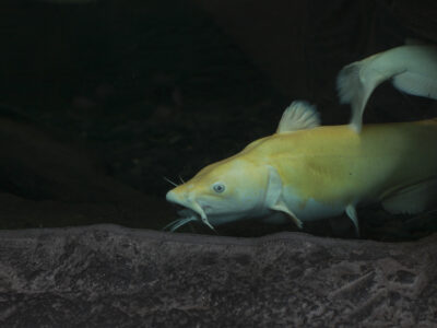 A Ictalurus furcatus