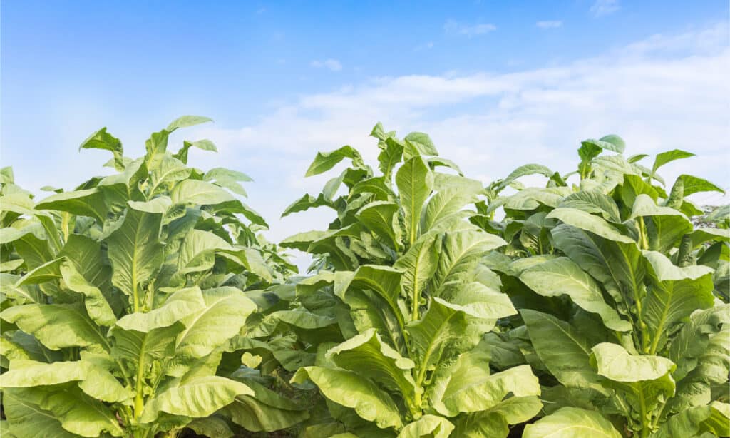 Rows of leafy, green tobacco plants with a partly cloudy blue and whiteky behind.