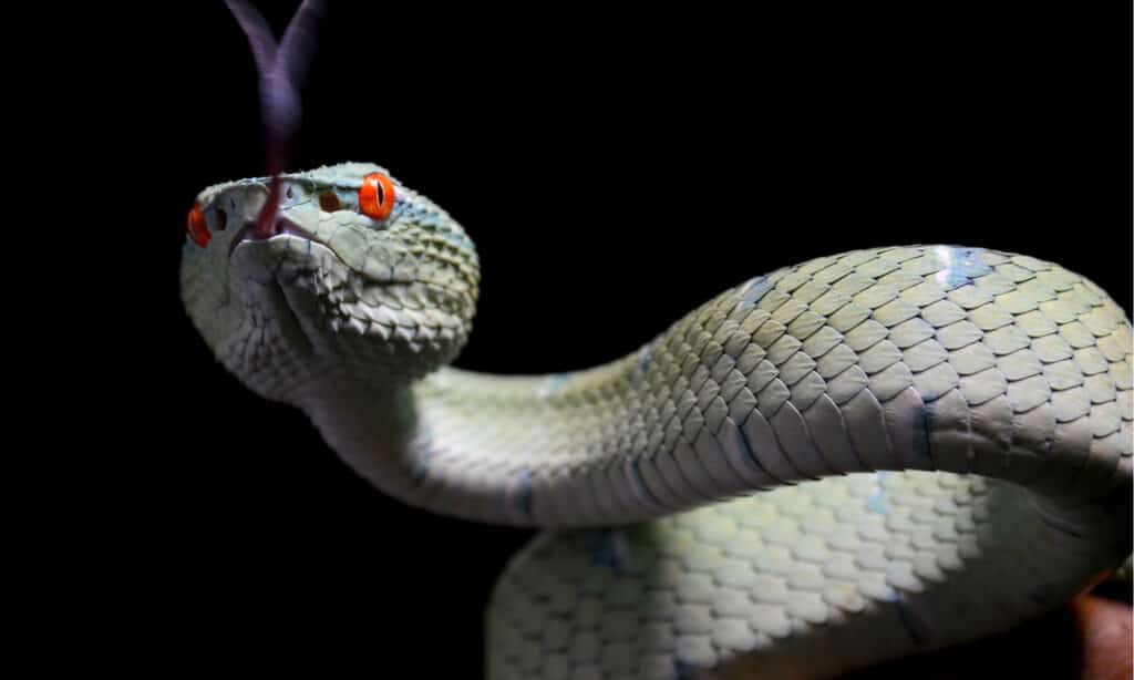 Pit Viper on Bohol Island