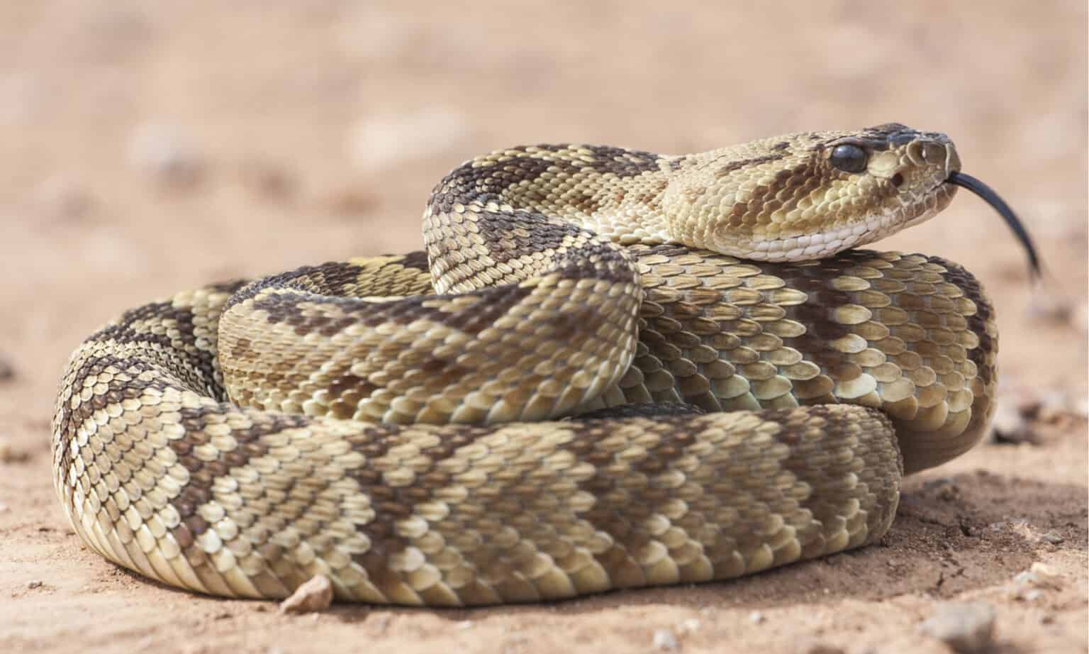 Discover the Largest Black-tailed Rattlesnake Ever Recorded