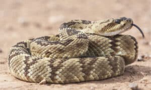 Man Rides His Bike Straight Into a Rattlesnake Den Picture