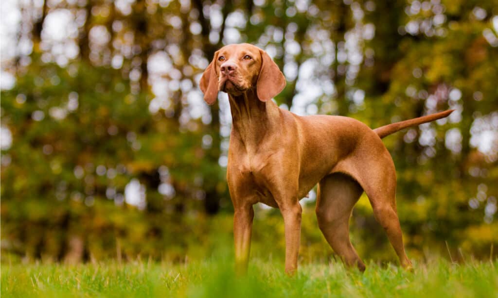 Vizsla vs Weimaraner